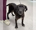 Small #2 Labrador Retriever-Retriever  Mix