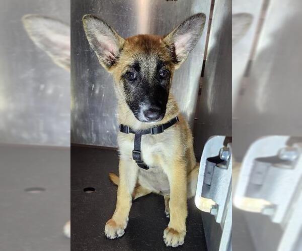 Medium Photo #1 German Shepherd Dog-Unknown Mix Puppy For Sale in San Antonio, TX, USA