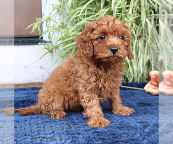Medium Photo #2 Cavapoo (Miniature) Puppy For Sale in NARVON, PA, USA