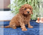Small #1 Cavapoo (Miniature)