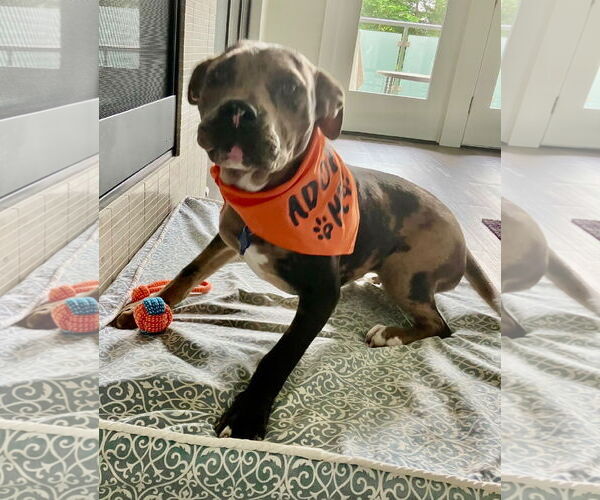 Medium Photo #3 American Pit Bull Terrier-Unknown Mix Puppy For Sale in Bellevue, WA, USA