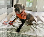 Small #2 American Pit Bull Terrier Mix
