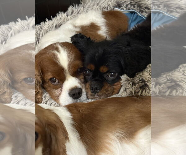 Medium Photo #2 Cavalier King Charles Spaniel Puppy For Sale in Sioux Falls, SD, USA