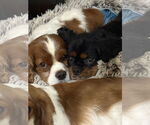 Small #1 Cavalier King Charles Spaniel