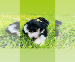 Small Photo #23 Bernedoodle Puppy For Sale in FLEMING ISLAND, FL, USA