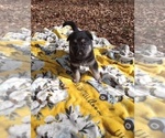 Small Photo #3 German Shepherd Dog Puppy For Sale in FRANKLIN, GA, USA