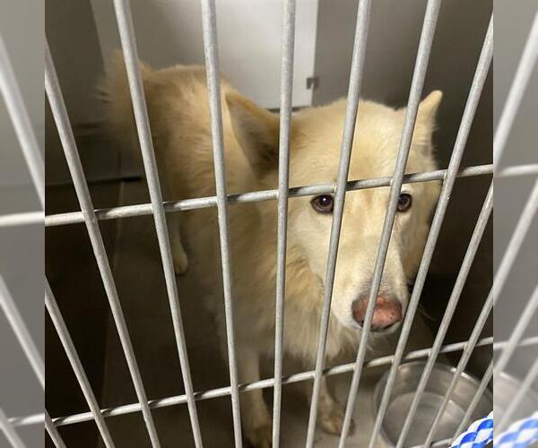 Medium Photo #1 Alaskan Malamute-Unknown Mix Puppy For Sale in Modesto, CA, USA