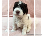 Small #11 Lagotto Romagnolo