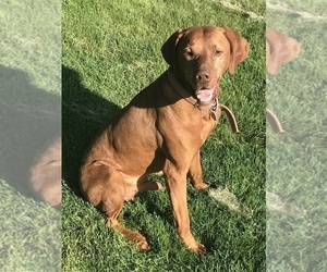 Father of the Vizsla puppies born on 08/05/2019