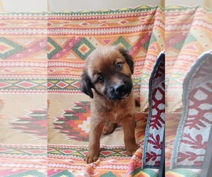 Shepradors Dogs for adoption in SHERBURNE, NY, USA