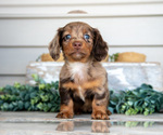 Small Photo #3 Dachshund Puppy For Sale in NAPPANEE, IN, USA