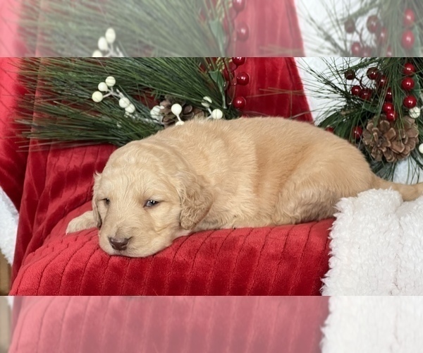 Medium Photo #2 Golden Mountain Doodle  Puppy For Sale in LA VALLE, WI, USA