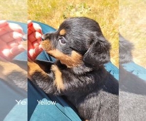 Rottweiler Puppy for sale in OLYMPIA, WA, USA