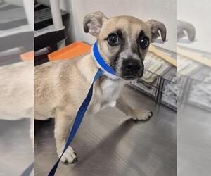 Chihuahua-Unknown Mix Dogs for adoption in Bakersfield, CA, USA