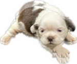 Puppy 1 Shih Tzu