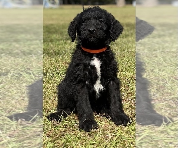 Medium Photo #4 Shepadoodle Puppy For Sale in POPLARVILLE, MS, USA