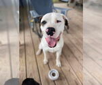 Small #19 Saint Bernard-Staffordshire Bull Terrier Mix