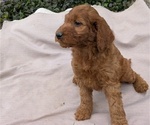 Small Photo #25 Irish Doodle Puppy For Sale in GOSHEN, IN, USA