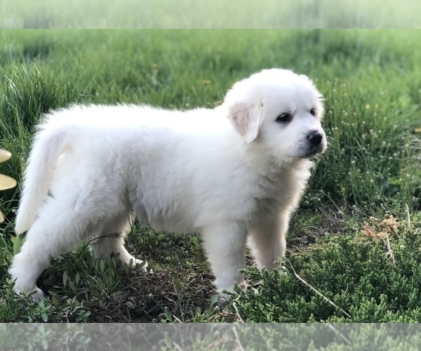 Medium Photo #4 Great Pyrenees Puppy For Sale in DEERFIELD, OH, USA