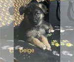 Puppy Beige Female French Bulldog