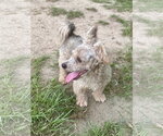 Small #3 Poodle (Miniature) Mix