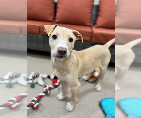 Medium Photo #2 Mutt Puppy For Sale in Elmsford, NY, USA