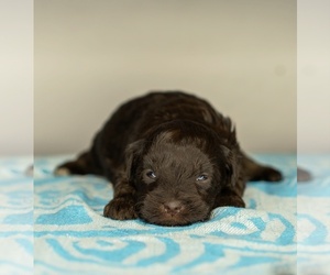 Schnauzer (Miniature) Puppy for sale in MADERA, CA, USA