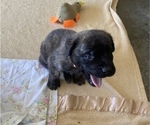 Small Photo #4 Mastiff Puppy For Sale in BRUCETON MILLS, WV, USA