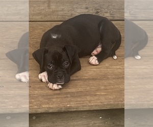 Boxer Puppy for sale in LOUISVILLE, KY, USA