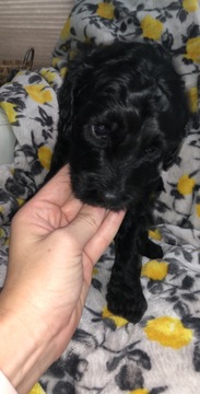 Medium Photo #1 Labradoodle Puppy For Sale in AUSTIN, TX, USA