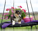 Small Photo #2 Pembroke Welsh Corgi Puppy For Sale in SPRINGFIELD, MO, USA