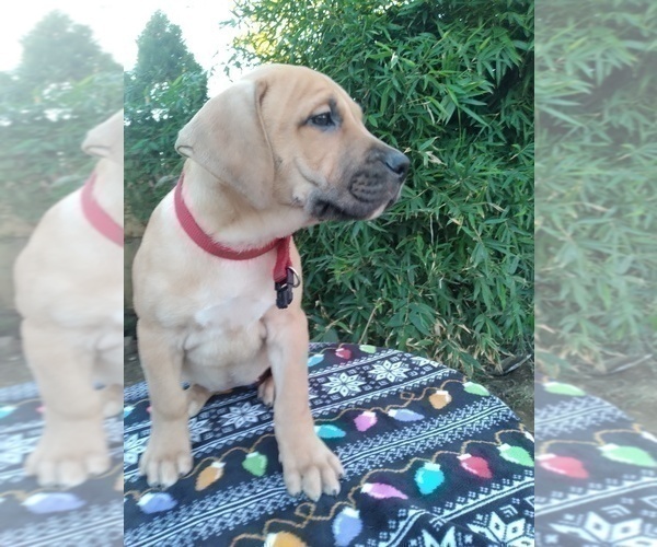 Medium Photo #9 Presa Canario Puppy For Sale in ROANOKE, VA, USA