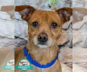Chihuahua-Unknown Mix Dogs for adoption in Kennesaw, GA, USA