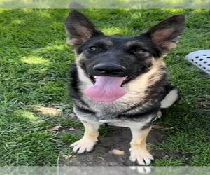 German Shepherd Dog Dogs for adoption in Riverside, CA, USA