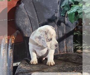 Beabull Puppy for sale in ARTHUR, IL, USA