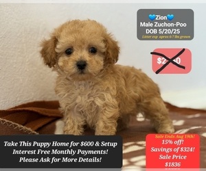 Poodle (Toy)-Zuchon Mix Puppy for sale in TUCSON, AZ, USA