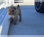 Small #2 Chinese Shar-Pei