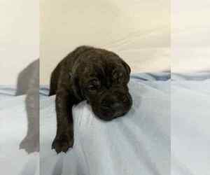 Cane Corso Puppy for sale in CAMBY, IN, USA