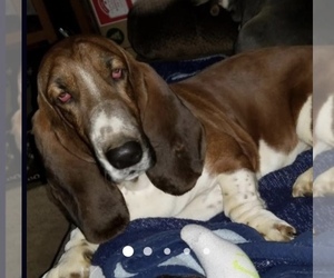 Father of the Basset Hound puppies born on 06/17/2022