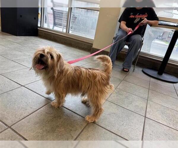 Medium Photo #1 Shih Tzu-Unknown Mix Puppy For Sale in San Antonio, TX, USA
