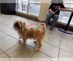 Small Shih Tzu Mix