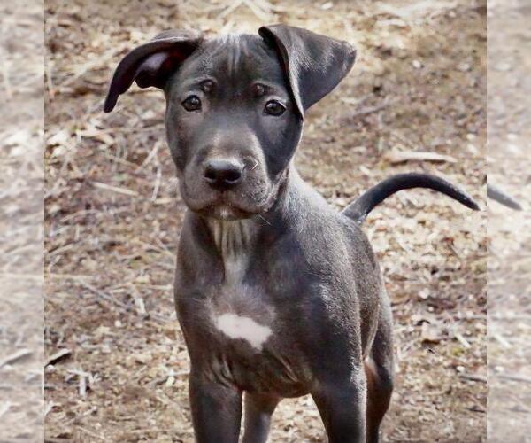 Medium Photo #3 Border Collie-Unknown Mix Puppy For Sale in San Diego, CA, USA