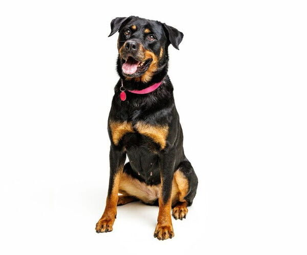 Medium Photo #7 Rottweiler-Unknown Mix Puppy For Sale in Cary, NC, USA