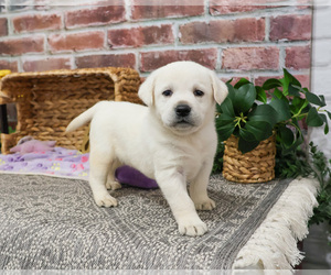 Labrador Retriever Puppy for sale in SYRACUSE, IN, USA