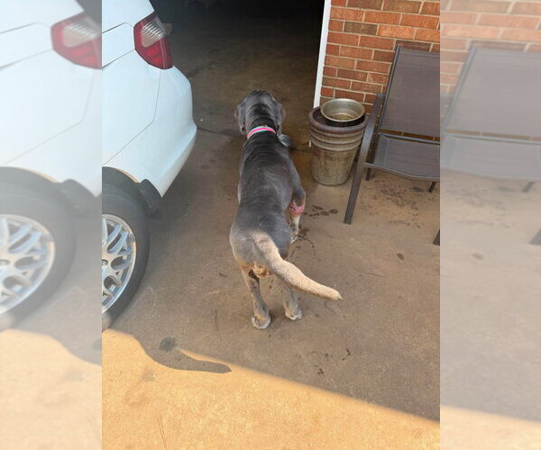Medium Photo #5 Mastiff Puppy For Sale in Bullard, TX, USA