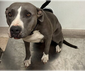 Mutt Dogs for adoption in Bakersfield, CA, USA