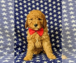 Irish Doodle Puppy for sale in PEACH BOTTOM, PA, USA