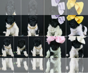 Poodle (Standard) Puppy for sale in RUSTON, LA, USA
