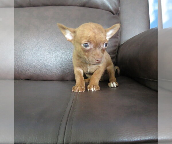 Medium Photo #7 Chihuahua Puppy For Sale in HAYES, VA, USA