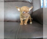 Small #6 Chihuahua
